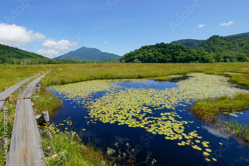 Plakat 空の青さを写す尾瀬の池で繁殖する水草が美しい模様を描く