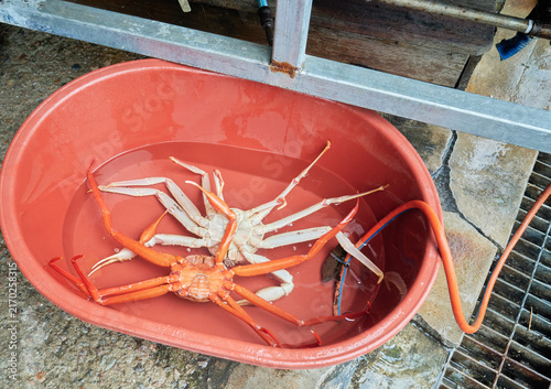 Fotografie Premium marine crustaceans submerged in a red tub of fresh water to remove excess salt before steaming
