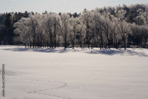 Quadro su tela Snowfield with footprints leading toward a rime ice forest, Hokkaido, Japan