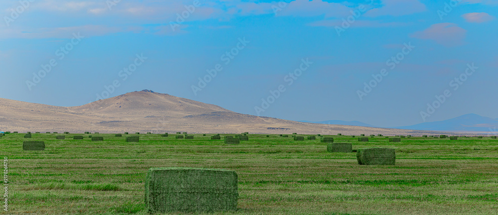 Fototapeta premium Panoramic view of green alfalfa hay bales on vast farmland with arid hills background in USA