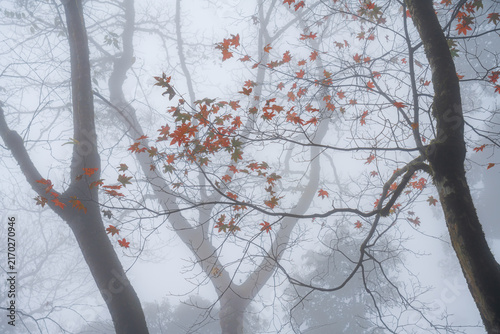 Misty Tropical Forest in Vietnam with Red Autumn Foliage