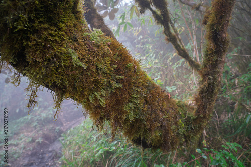 Moss-Covered Tree Branch in a Misty Tropical Rainforest in Vietnam
