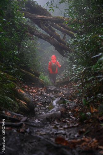 Hiker in Red Rain Jacket Trekking Through a Misty Tropical Forest in Vietnam