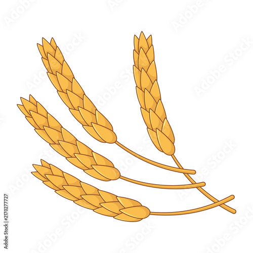 Golden wheat ears bunch isolated on white background