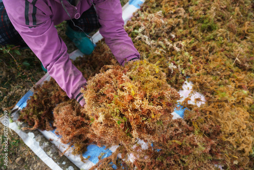 Worker harvesting moss for drying in rural Vietnam