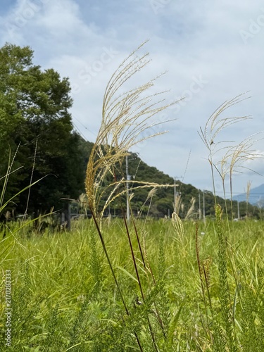 Obraz na płótnie Silver grass swaying in a green field under a vivid blue sky with white clouds i