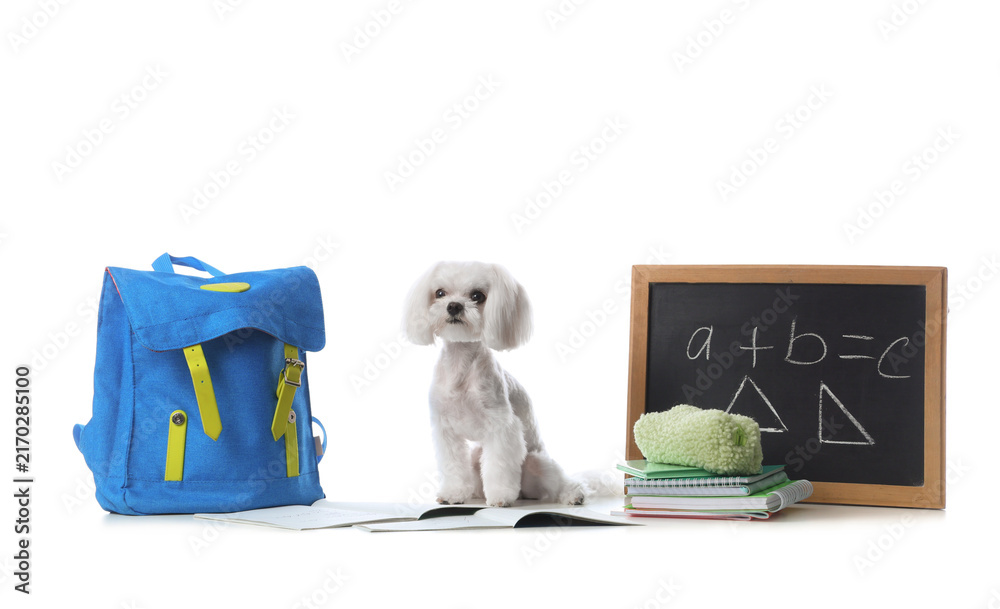 Fototapeta premium Cute Maltese dog with backpack, chalkboard with math formula and different school stationery on white background