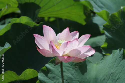 Close-up of a vibrant pink ancient lotus flower in full bloom under bright summer sunlight.