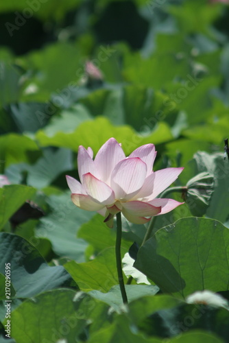 Blooming pink ancient lotus flower standing gracefully in a green lotus pond.