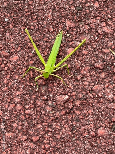 Fotografía Oriental long-headed locust standing on an asphalt pavement