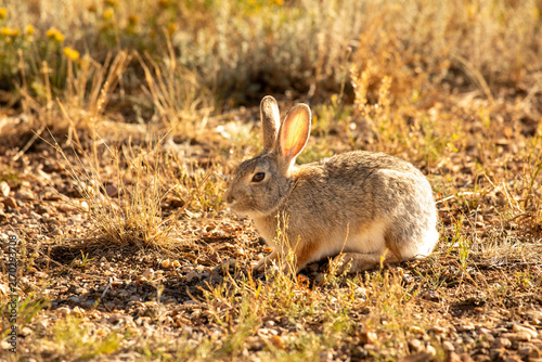 Foto Wild rabbit alert in the golden sunlight surrounded by dry prairie grass and sagebrush in Wyoming