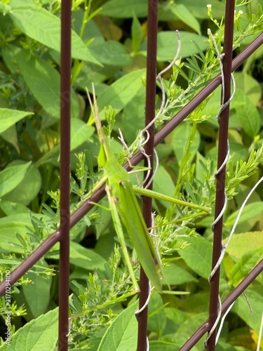 Canvastavla Oriental long-headed locust on a brown metal fence