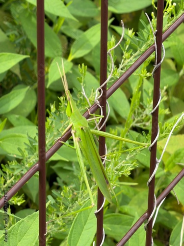 Cuadro en lienzo Oriental long-headed locust on a brown metal fence