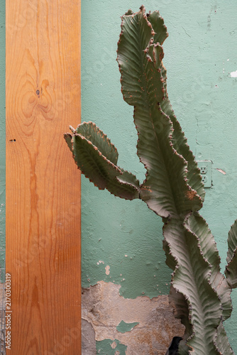 A closeup of a cactus in front of a paint-chipped green wall