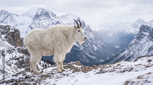 White mountain goat standing on rocky snowy slope
