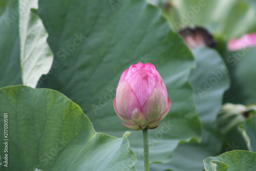 Close-up of a vibrant pink ancient lotus flower bud standing amongst green leaves in summer.