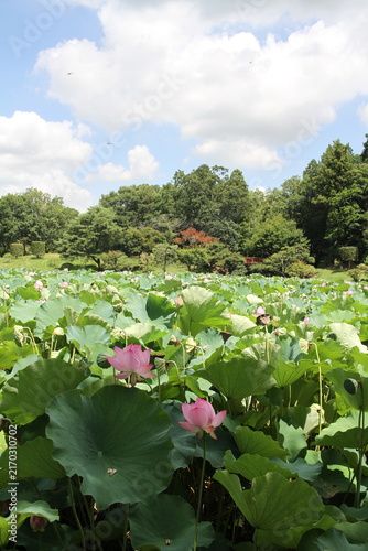 Vertical view of pink ancient lotus flowers blooming under a summer blue sky with fluffy clouds.