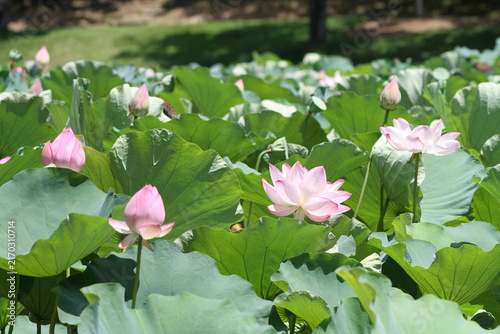 Horizontal view of ancient lotus flowers and buds blooming in a lush green lotus pond in summer daylight.