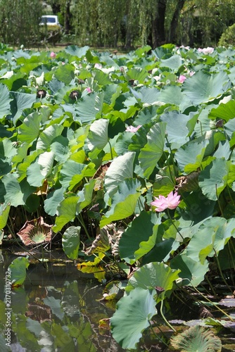 Vertical view of ancient lotus leaves and pink flowers blooming near the water surface.