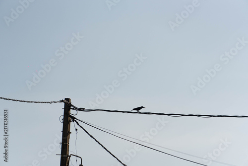 Bird perched on a power line against a clear sky