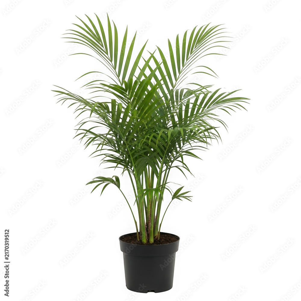 Fototapeta premium Beautiful green palm plant growing in a simple black plastic pot for home decor and indoor office interior decoration style isolated on white background