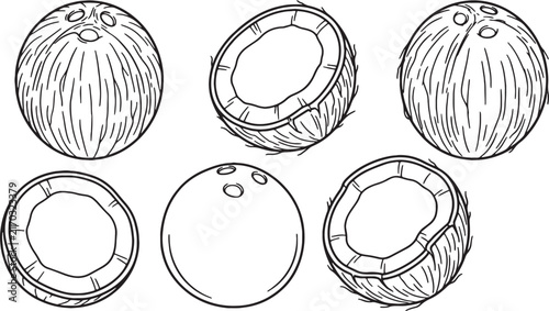 Coconut Fruit and Halves Vector Line Art Outline