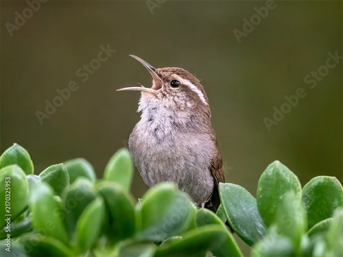 Bild auf Leinwand Bewick's Wren Singing Among Succulent Leaves in Arizona Garden