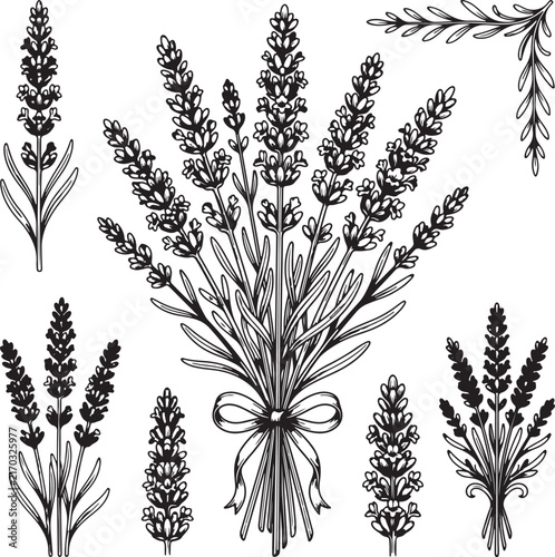 wheat ears isolated on white