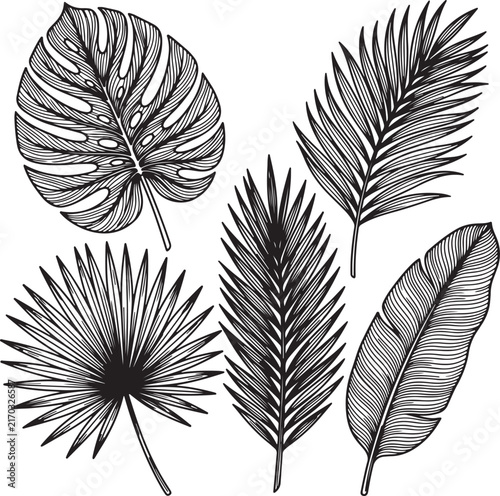set of black and white feathers