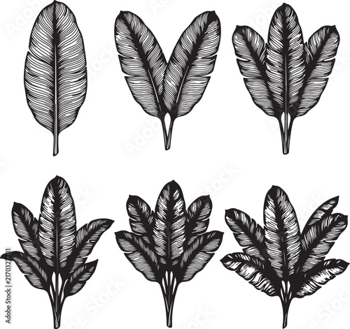 vector set of feathers