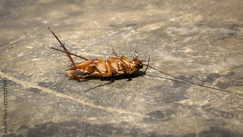 Cuadro en lienzo A cockroach lying on a rough, gray floor surface
