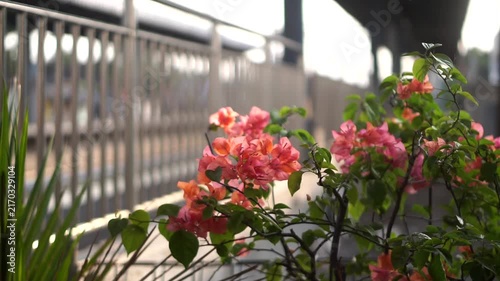 Close-up of blooming orange Bougainvillea flowers near a metal overpass security fence on a sunny day.	