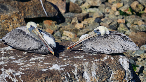 Принти на полотні Two brown pelicans resting on rocky shoreline in Monterey