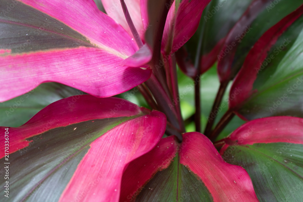 Obraz premium Magenta and green ti leaves radiating from the crown