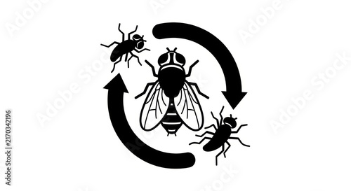 Obraz na płótnie Insect Life Cycle Fly Evolution.