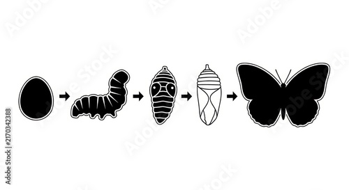 Fotografie Life cycle of butterfly transformation stages.