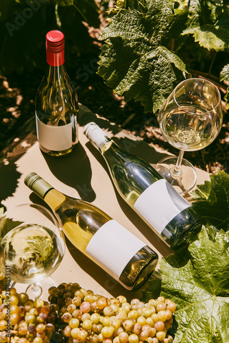 Wine bottles in sunshine with blank labels among grapevines and grapes shot from above