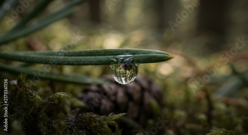 Macro shot of a water droplet on a pine needle with forest reflection
