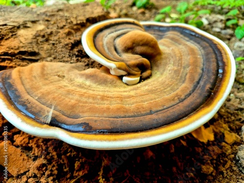 Quadro su tela Wild Lingzhi bracket fungus growing outdoors