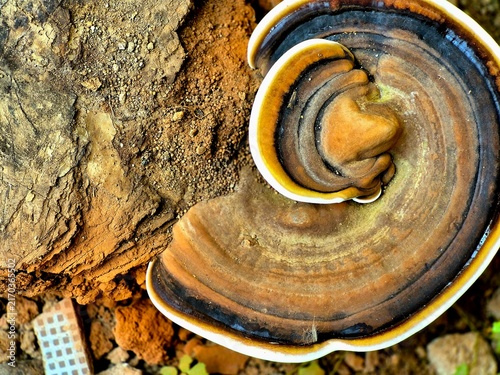 Принти на полотні Wild bracket fungus Ganoderma growing on ground near tree wood