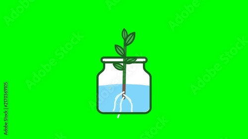 Small Green Sprout Growing Roots in a Glass Jar of Water