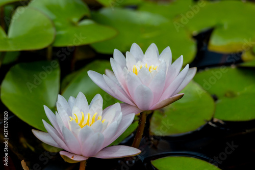 Close up texture background view of two perennial American white water lilies (Nymphaea odorata) plant, blooming in an aquatic garden in summer