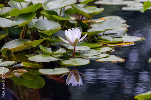 Close up texture background view of a perennial American white water lily (Nymphaea odorata) plant, blooming in an aquatic garden in summer