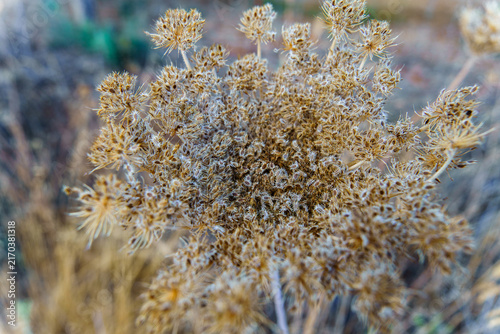 Dried queen anne's lace flower head filled with countless seeds, creating intricate natural textures and patterns in late autumn