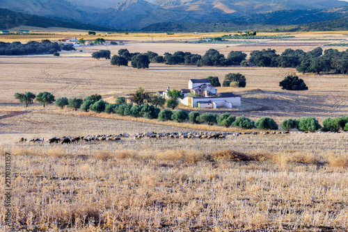 Herd of sheep grazing in a dry field with olive trees and a farm building in a traditional rural spanish landscape