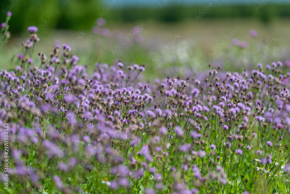 Obraz premium Vibrant purple flowers dance in the gentle breeze during a sunny afternoon in a lush field