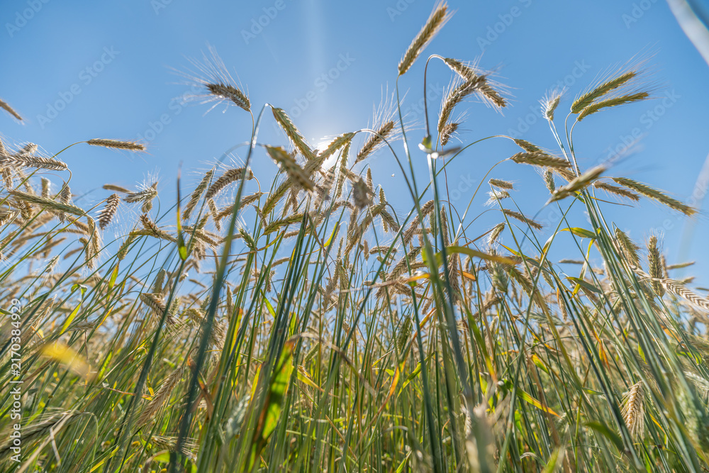 Naklejka premium Golden wheat swaying gracefully under a bright blue sky in a picturesque European landscape