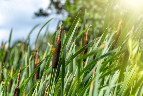 фотографія Brown cattail reed among green leaves in sunny wetland