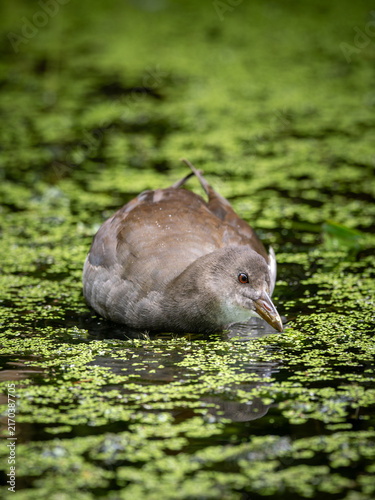 Junges Teichhuhn schwimmt im Entengrütze-Teppich