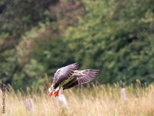 Graugans im Anflug über einer Sommerwiese